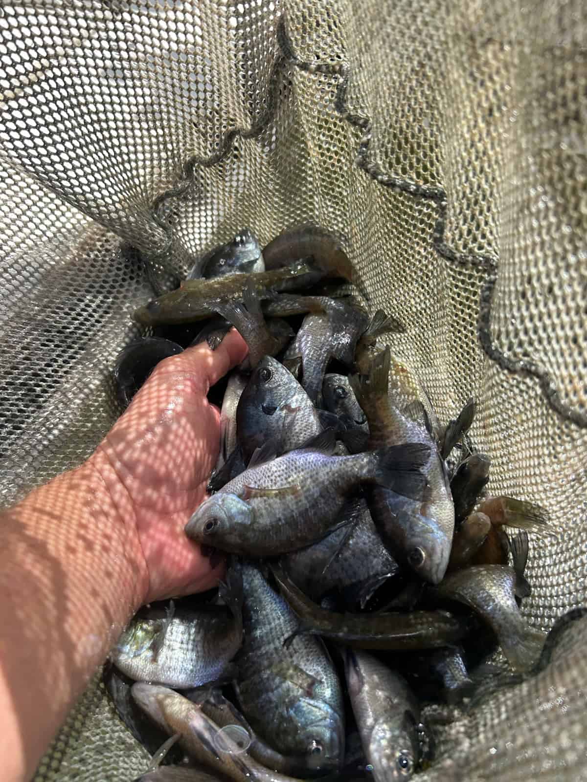 Bluegill sunfish (bream) Bluegill sunfish (bream)