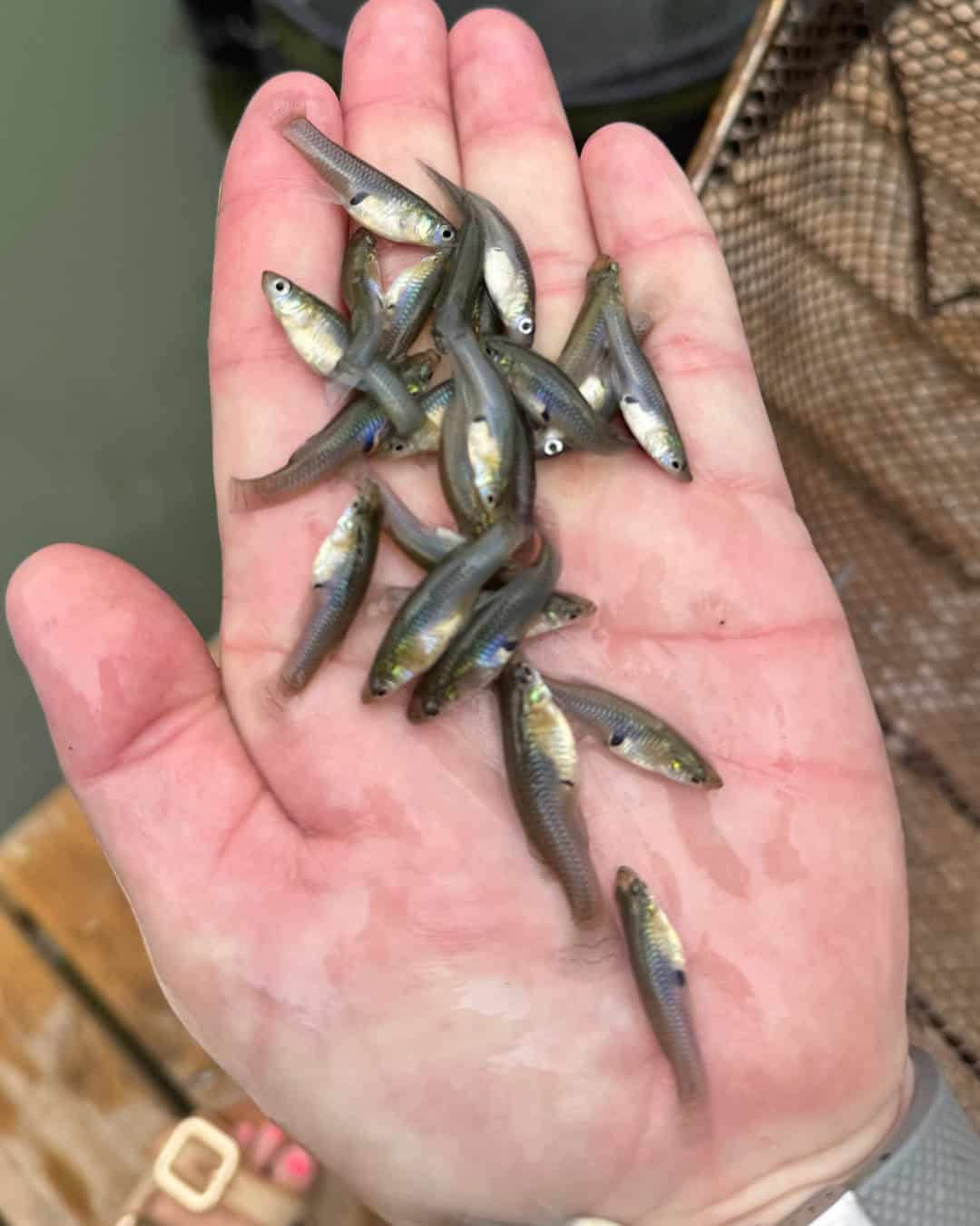 Bluegill sunfish (bream) Bluegill sunfish (bream)