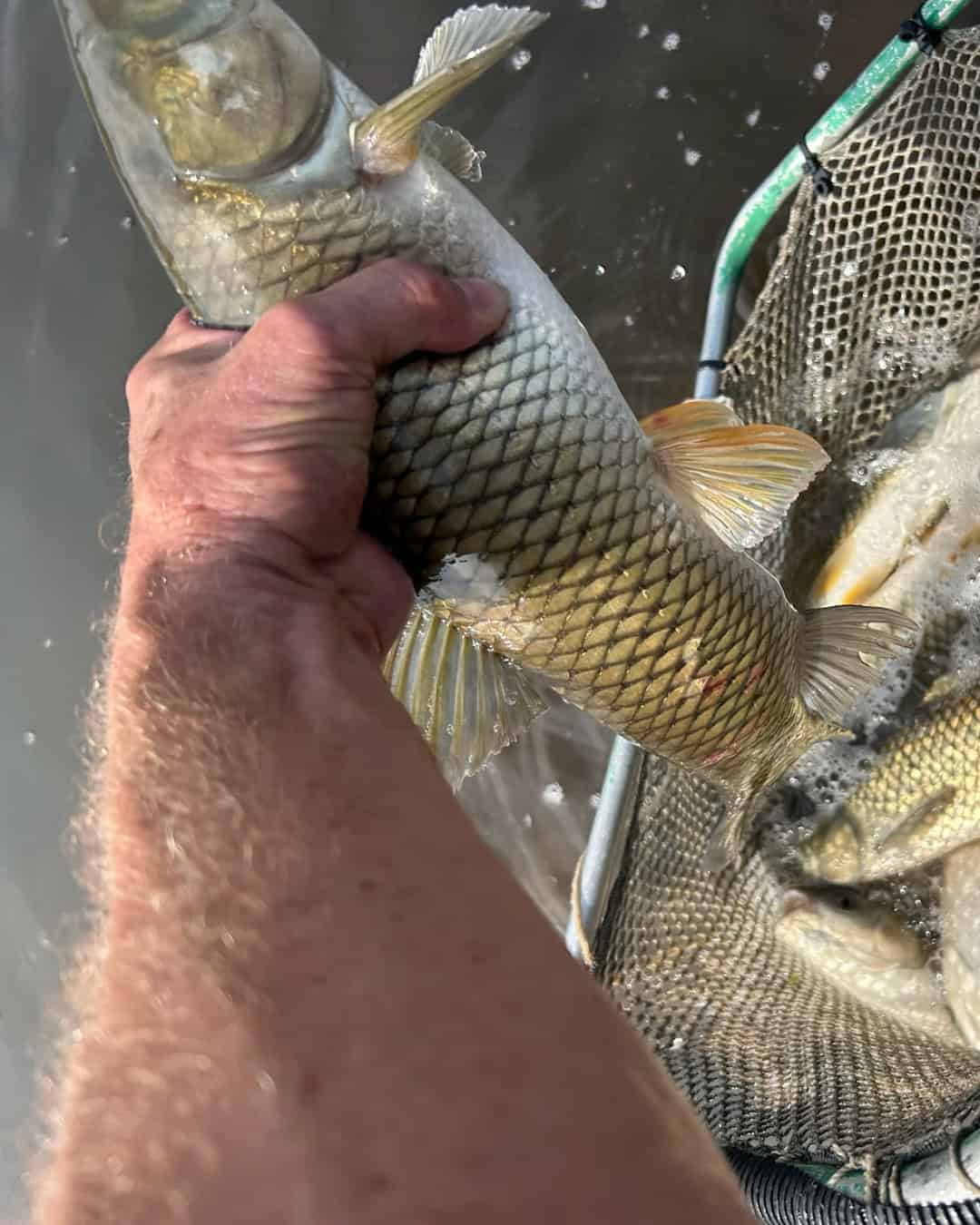 Bluegill sunfish (bream) Bluegill sunfish (bream)
