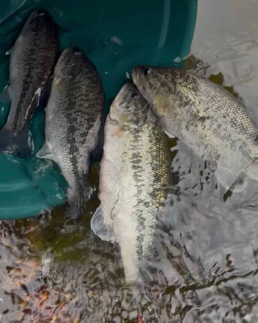 Bluegill sunfish (bream) Bluegill sunfish (bream)