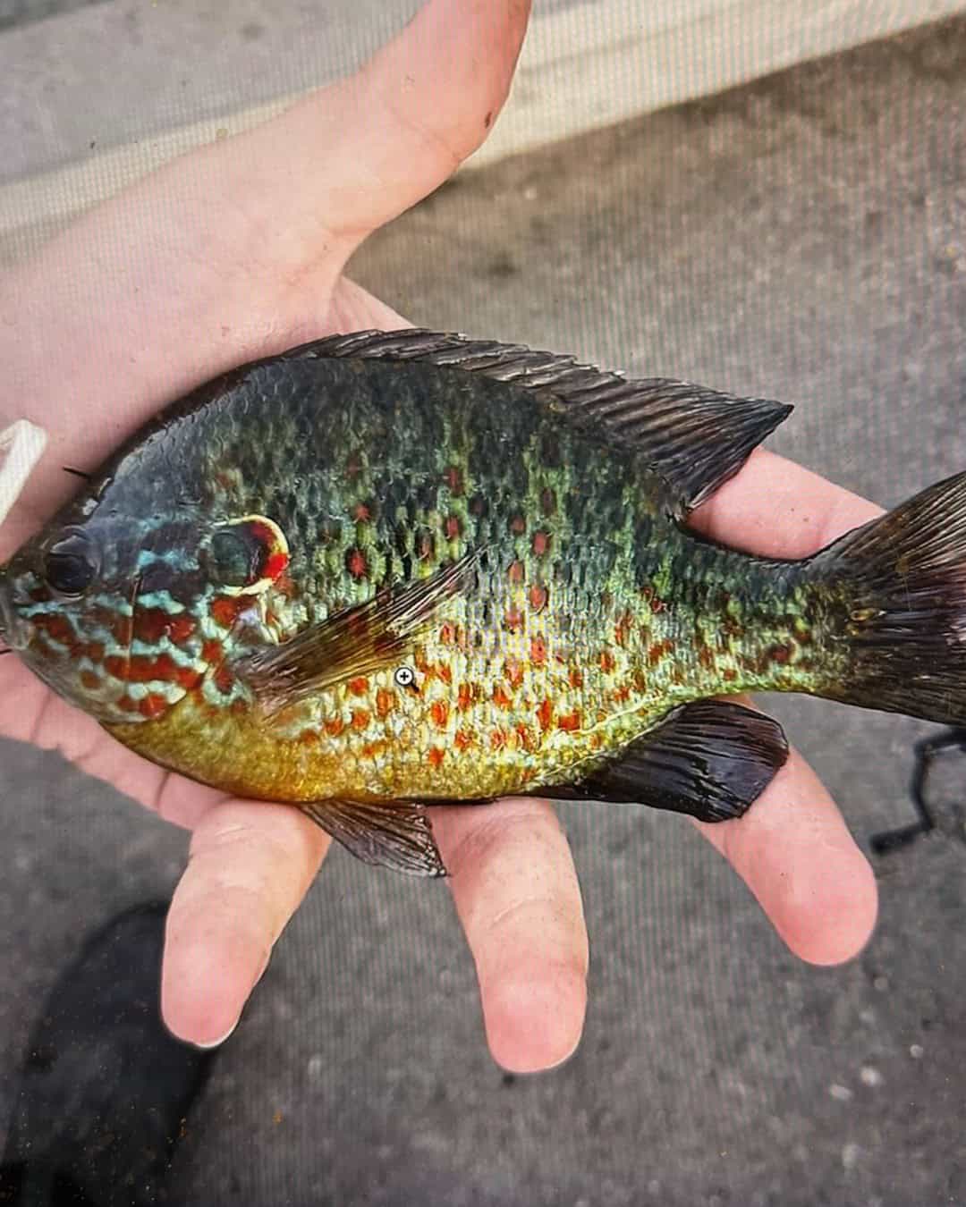 Bluegill sunfish (bream) Bluegill sunfish (bream)