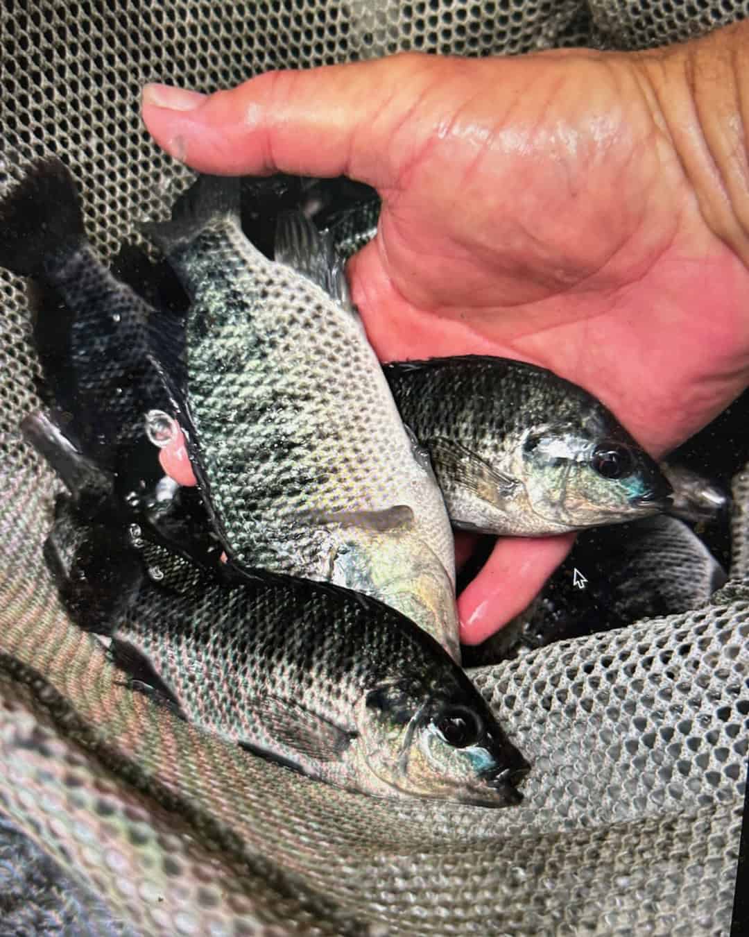Bluegill sunfish (bream) Bluegill sunfish (bream)
